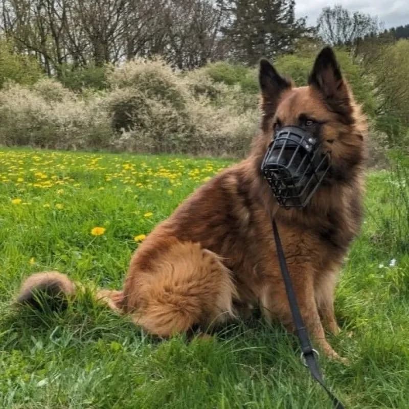 Becks (im bmt-Tierheim Eifelhof) photo 4