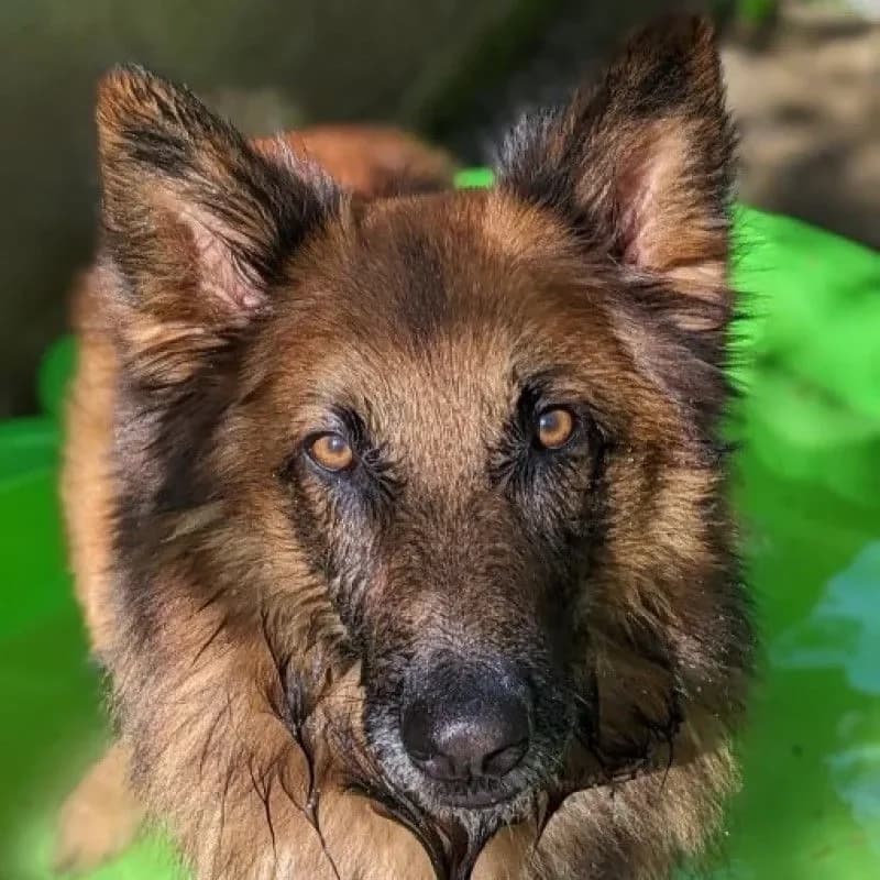 Becks (im bmt-Tierheim Eifelhof) photo 5