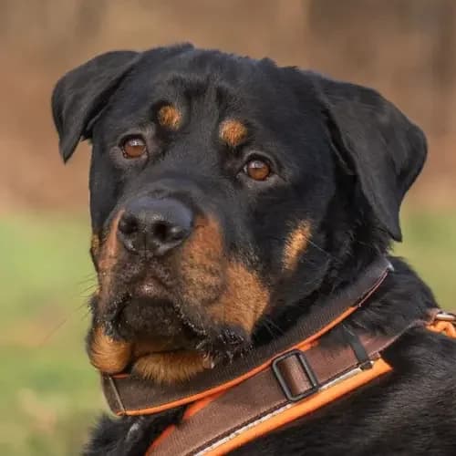 Bruno (Zuhause und Paten gesucht)