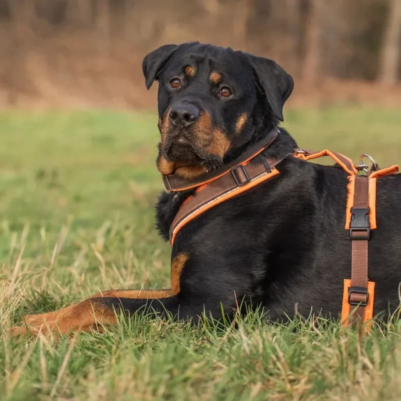 Bruno (Zuhause und Paten gesucht) photo 3