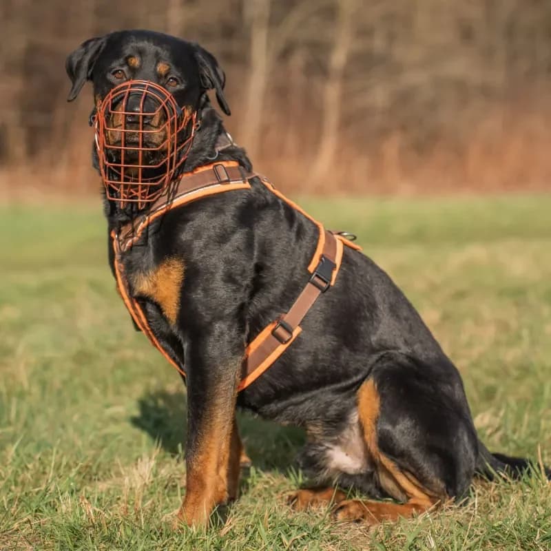 Bruno (Zuhause und Paten gesucht) photo 4