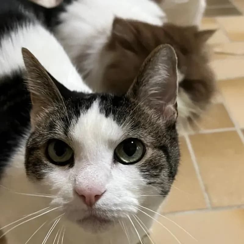 Flauschi und MImo photo 3