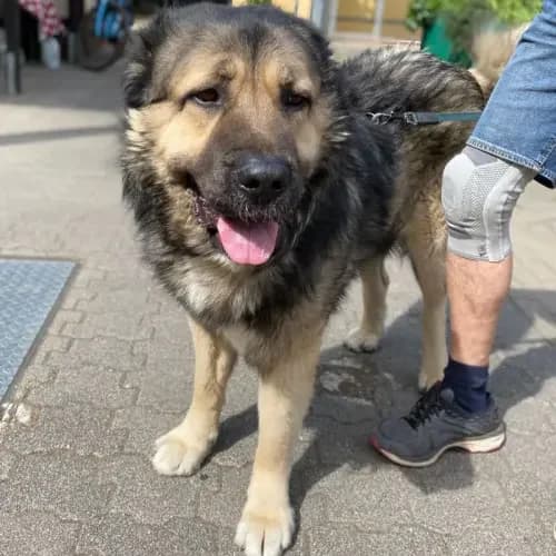 Grizzly (Paten gesucht)