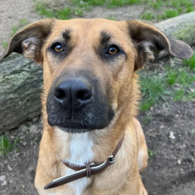 Lacey (reserviert) photo 3