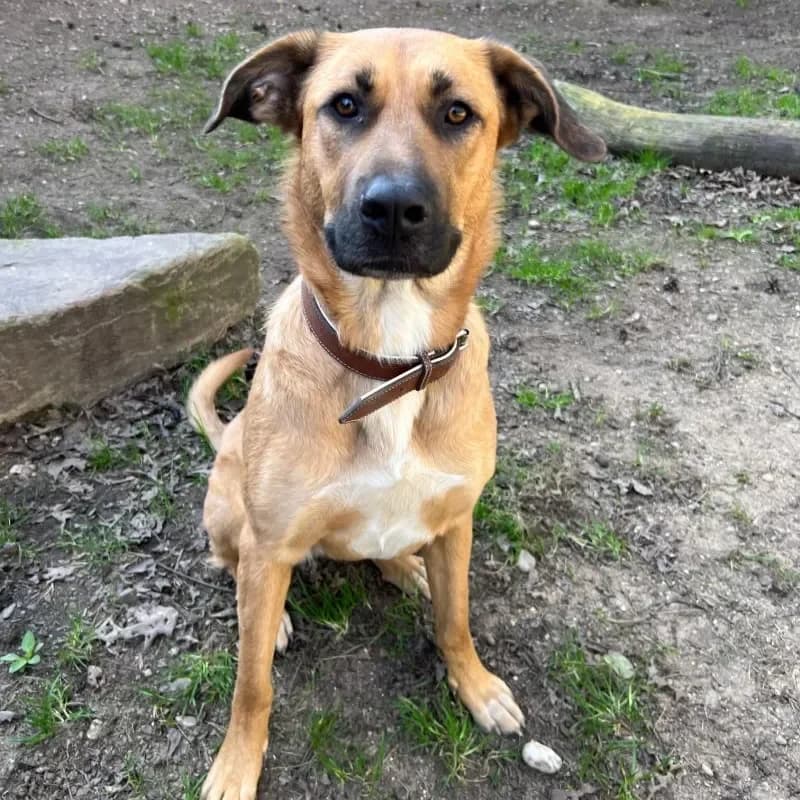 Lacey (reserviert) photo 4