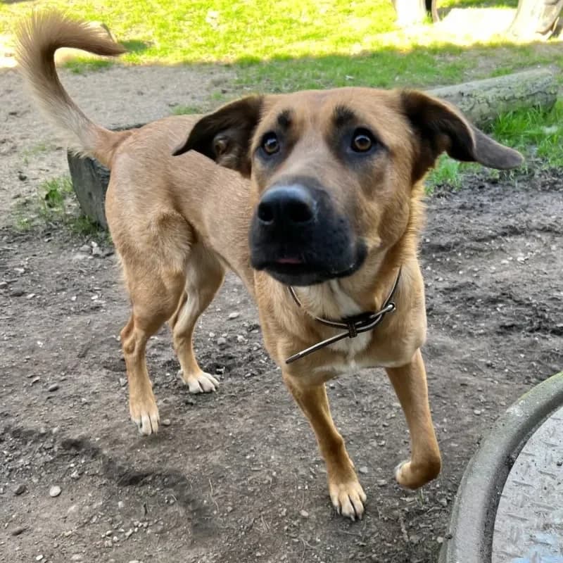 Lacey (reserviert) photo 5