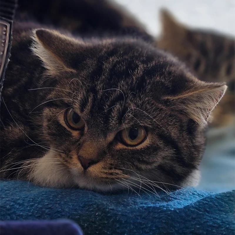 Lauro+Lorino+Lilou photo 2