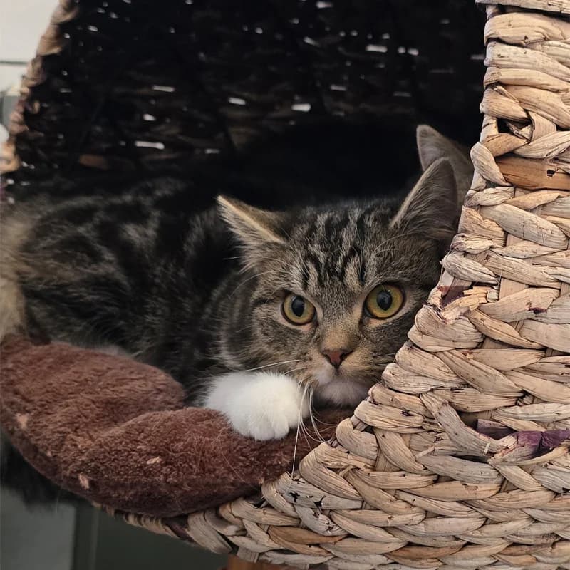 Lauro+Lorino+Lilou photo 3