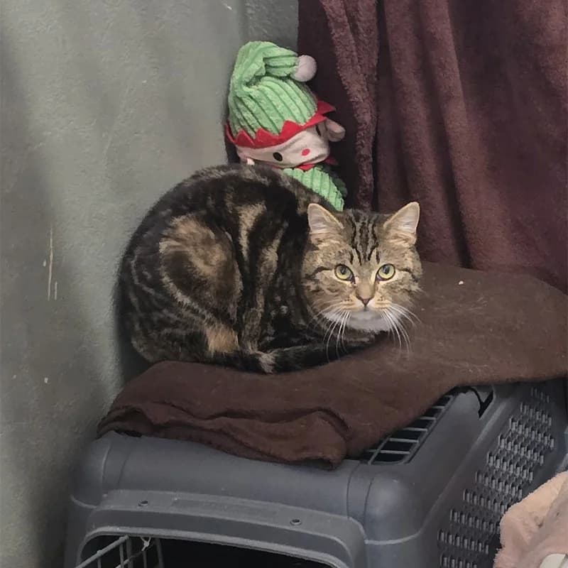 Lauro+Lorino+Lilou photo 7