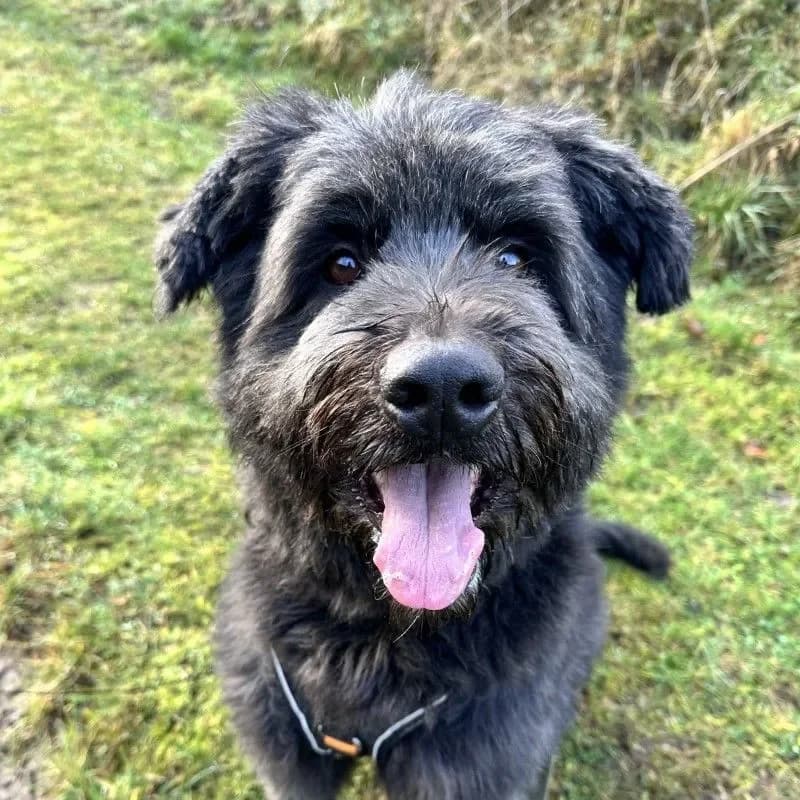 Luna (im bmt-Tierheim Eifelhof) photo 2