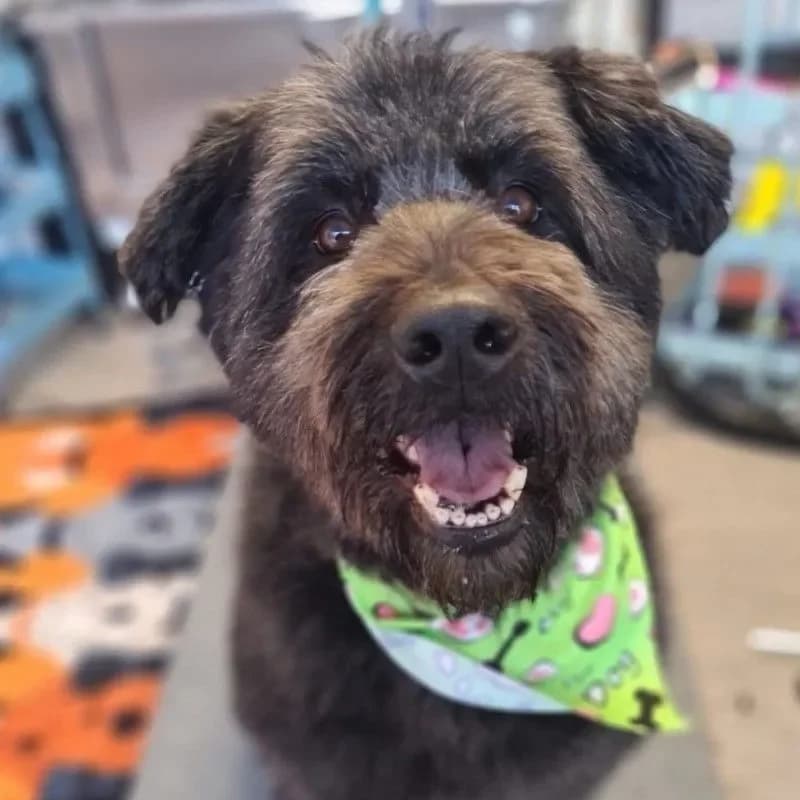 Luna (im bmt-Tierheim Eifelhof) photo 4