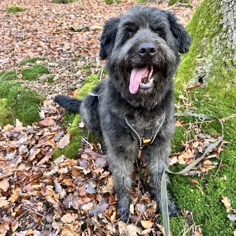 Luna (im bmt-Tierheim Eifelhof) photo 5