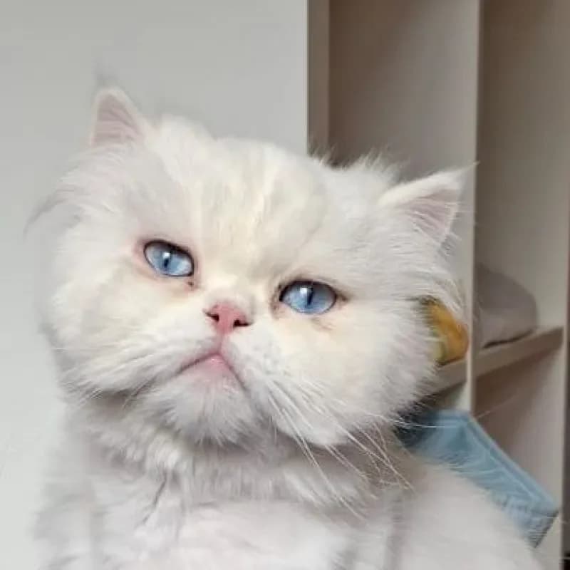 Schneewittchen und Rapunzel (reserviert) photo 2