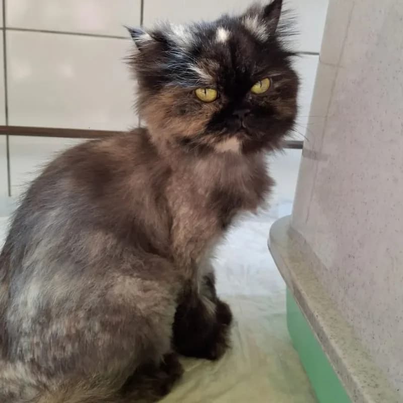 Schneewittchen und Rapunzel (reserviert) photo 3