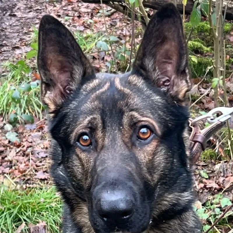 Schröder (Zuhause und Paten gesucht) photo 2