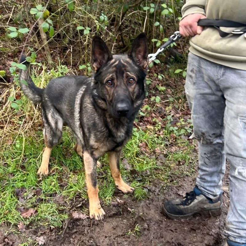 Schröder (Zuhause und Paten gesucht) photo 5