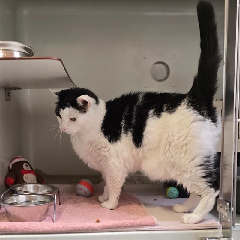 Sir Willy Meier photo 2