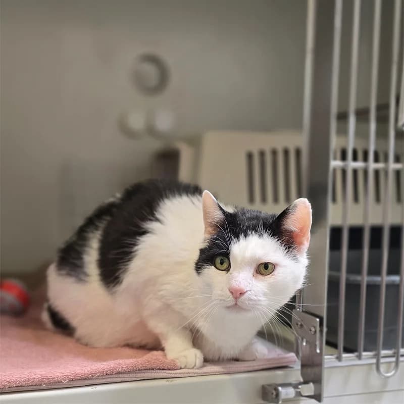 Sir Willy Meier photo 3