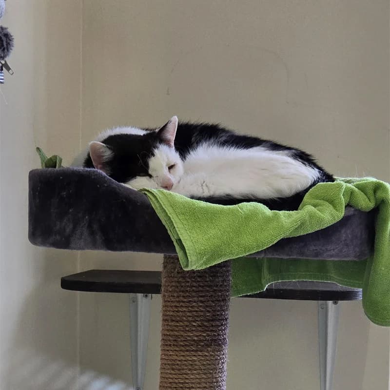 Sir Willy Meier photo 5