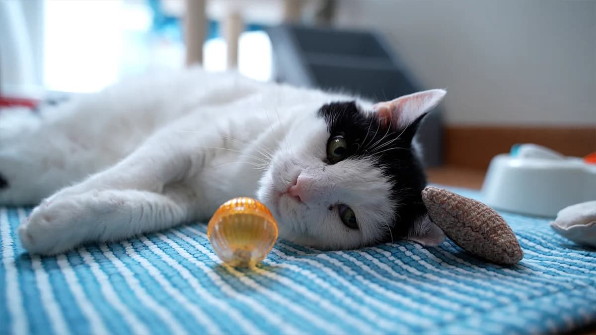 Sir Willy Meier photo 6