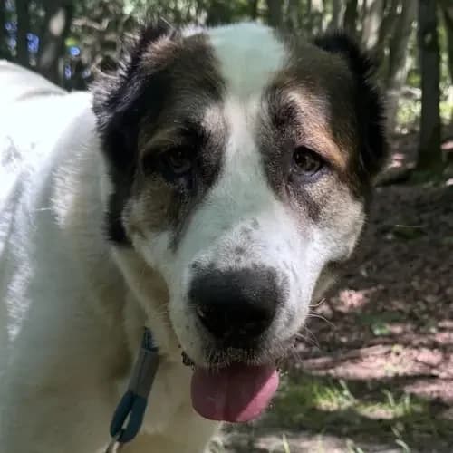 Smilla (im bmt-Tierheim Eifelhof)