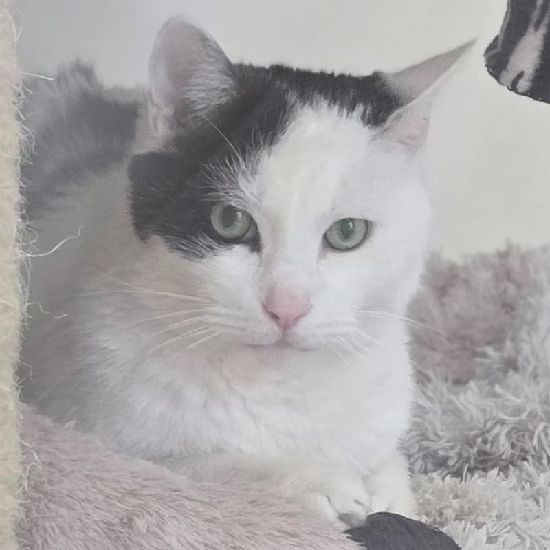 Speko Latius photo 2