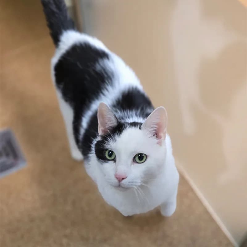 Speko Latius photo 3