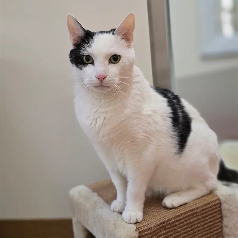 Speko Latius photo 5