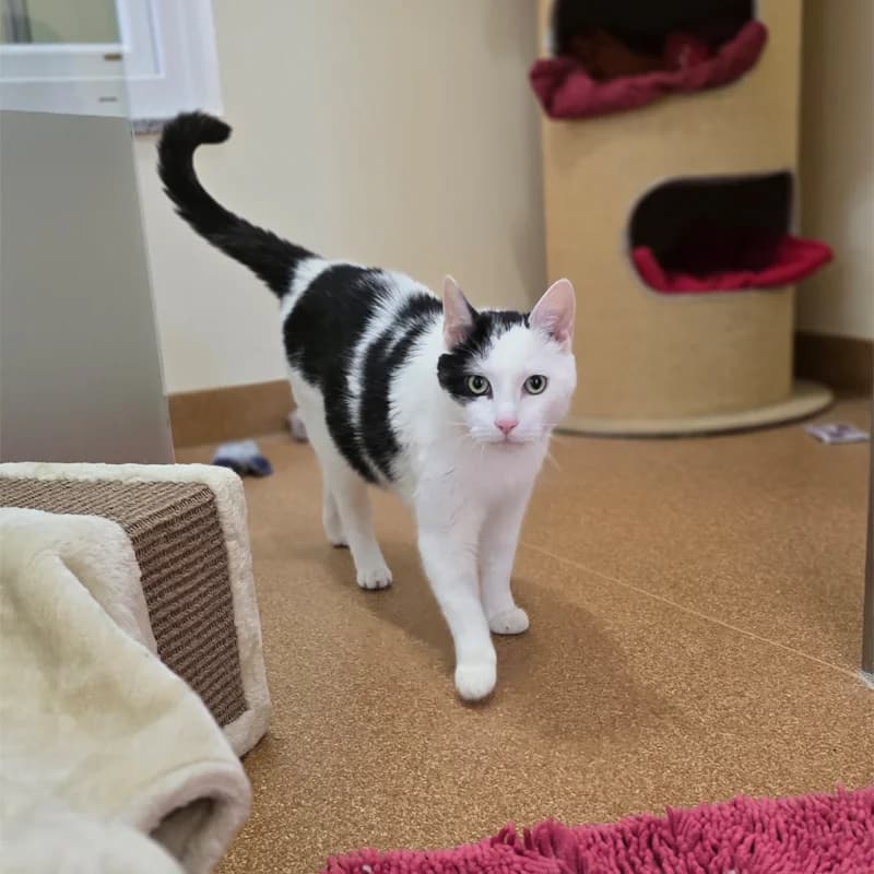 Speko Latius photo 6