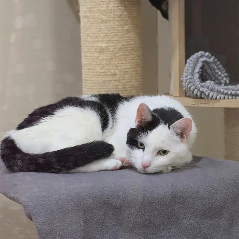 Speko Latius photo 7