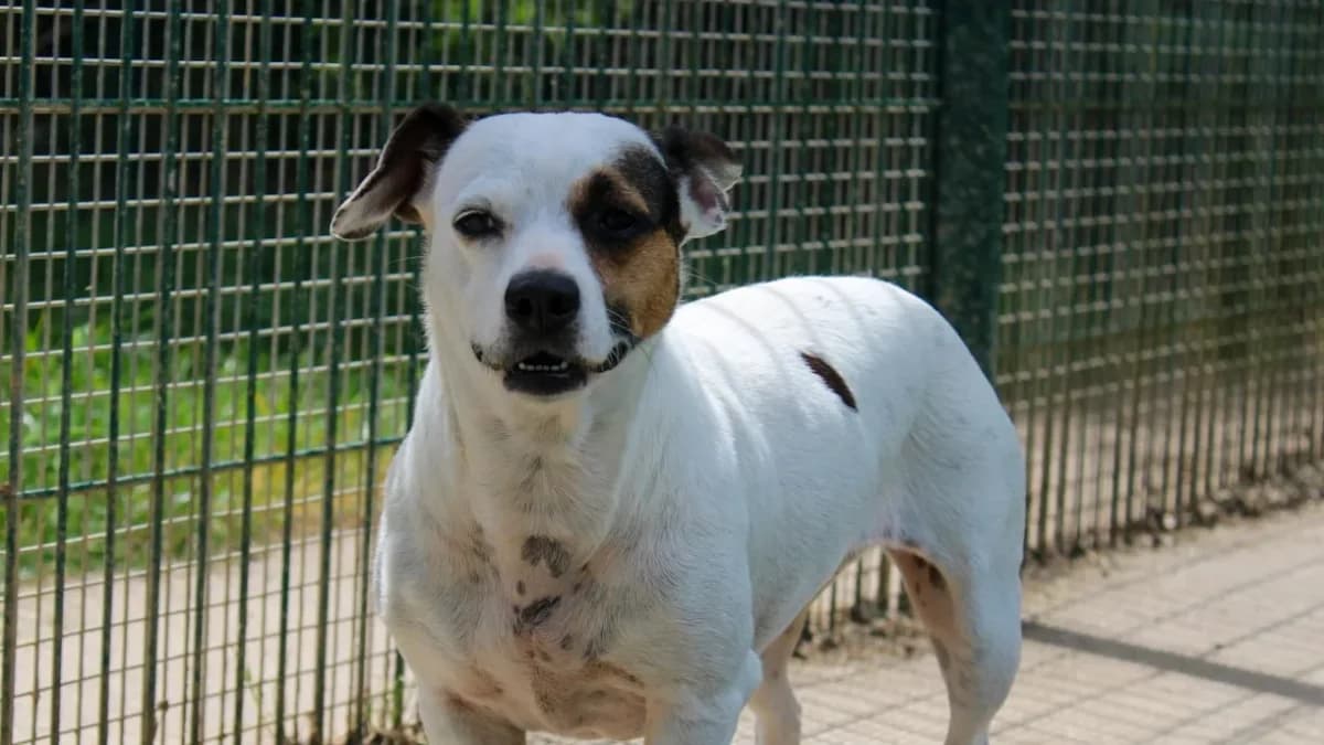 CANAILLE VAA photo 2