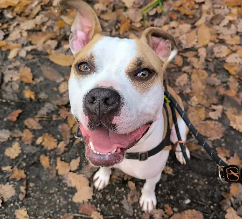 TAREK PAA22563 photo 2