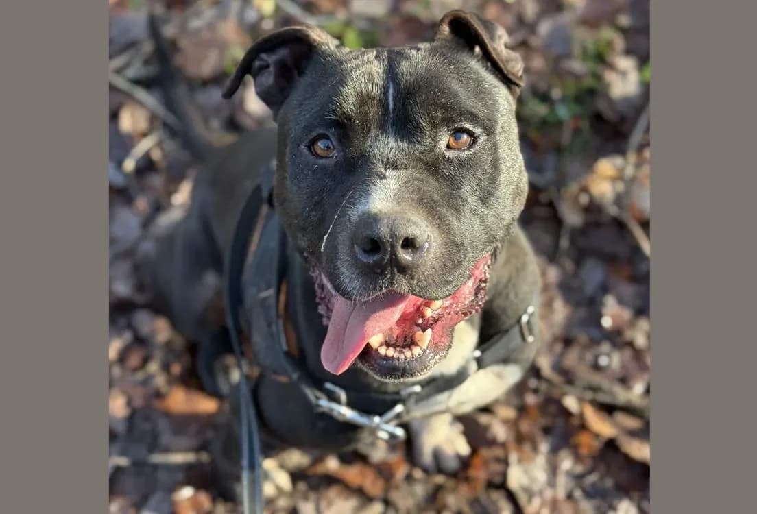 NOKIA HAA24371 photo 2