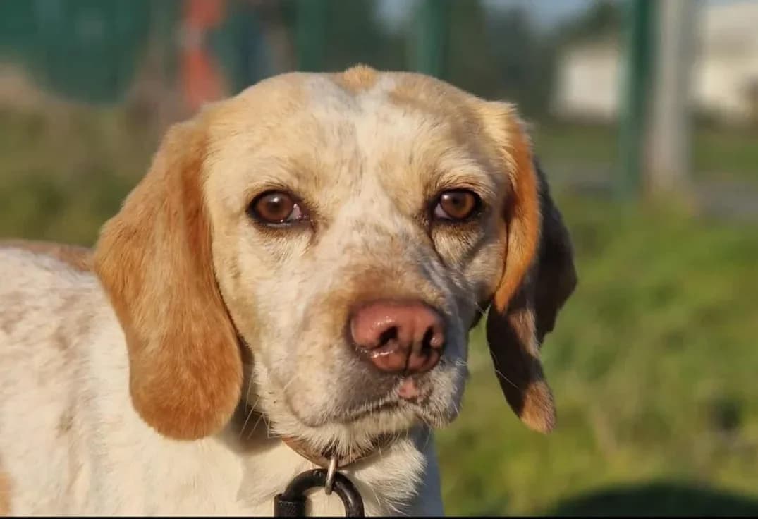 LUCETTE Promise photo 2