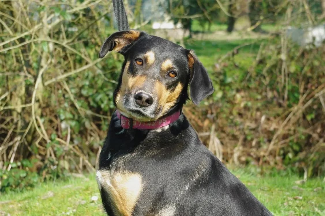 NELSONNE PAA22815 photo 2