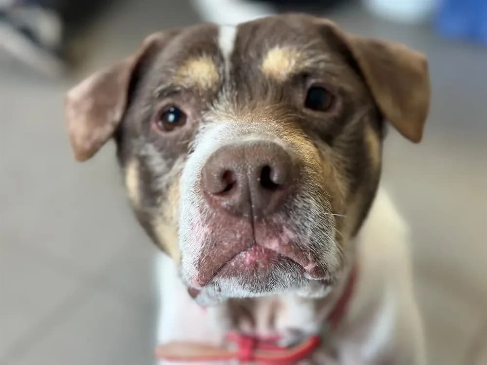 PATAPOUF en SOS URGENT photo 2