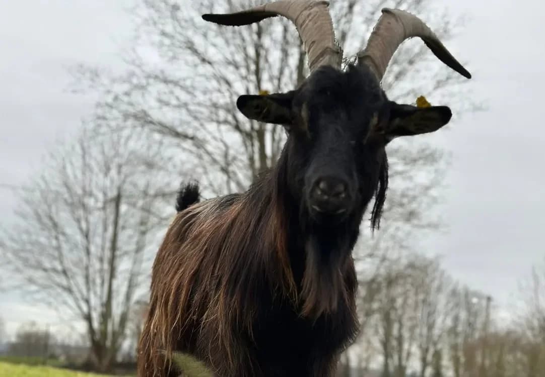 SHUKA en SOS URGENT  castré photo 2