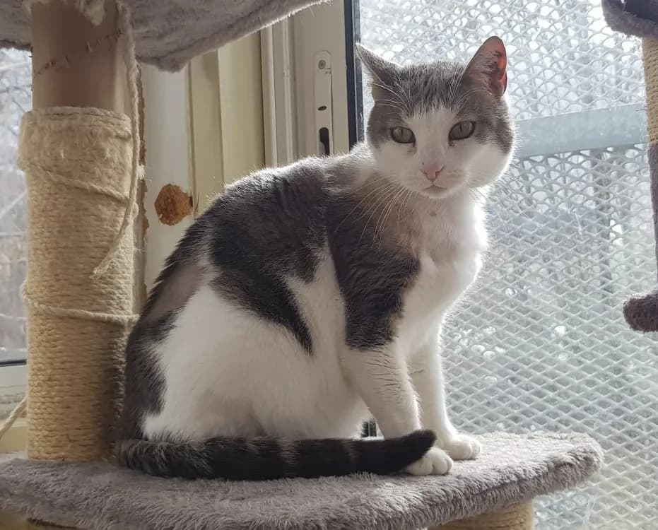 AQUILA     CTTE photo 2