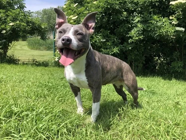 BLUE HAA24516 photo 2