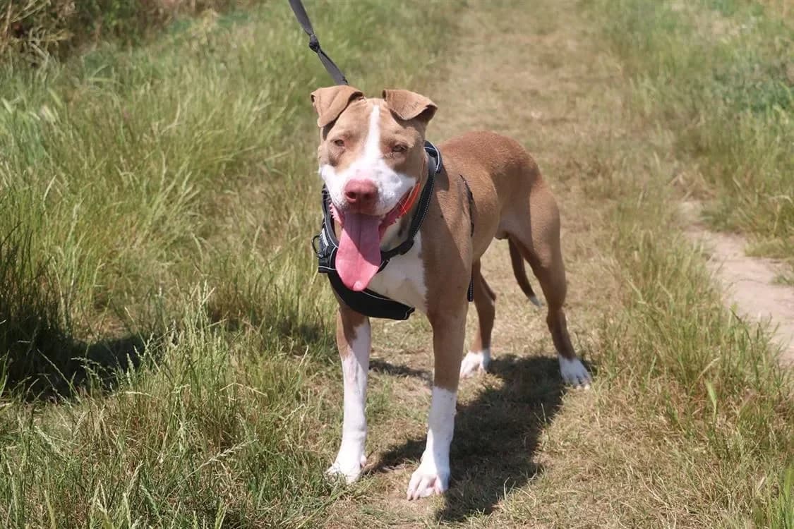 ZALKO HAA24532 photo 2