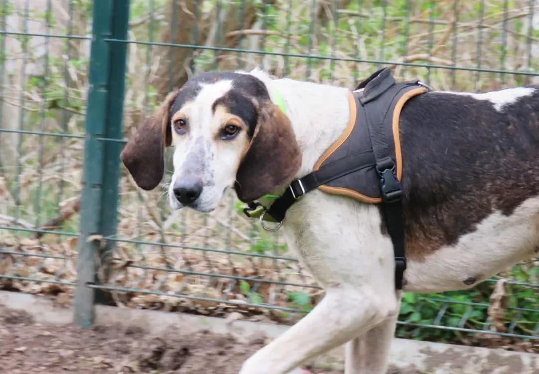 BOBBY (réservé) photo 2