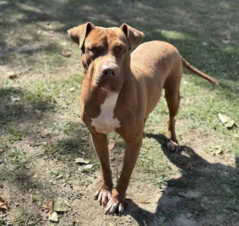 Mia CAA13969 photo 2