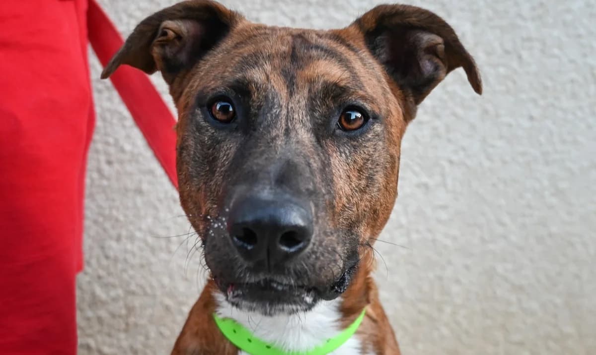 GUIZMO (en cours d'adoption)