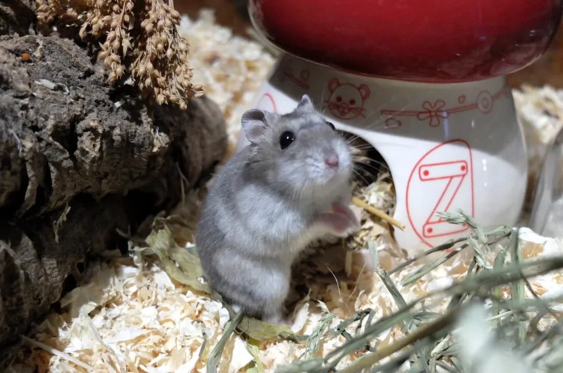 TARZAN PAC1338 photo 2