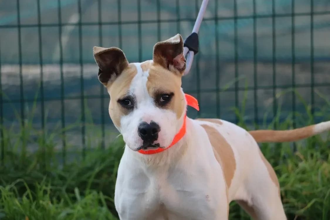 LANA HAA24641 photo 2