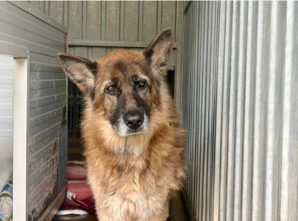 Ness ( Famille Relais)