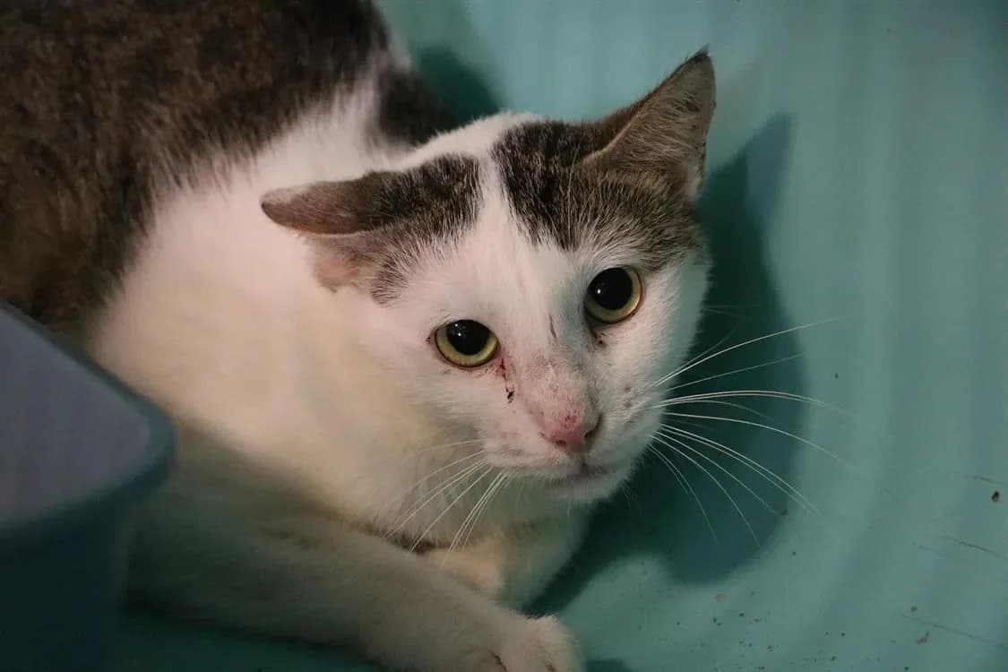 Tio  HAB17258 photo 2