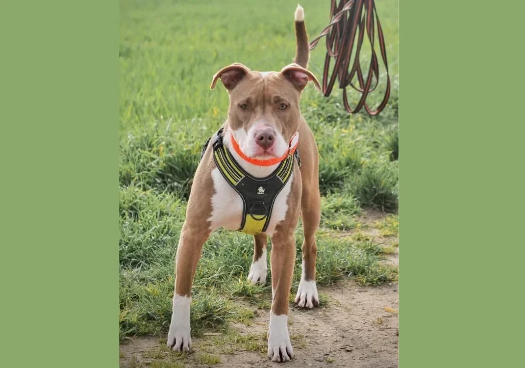 ANA HAA24657 photo 2