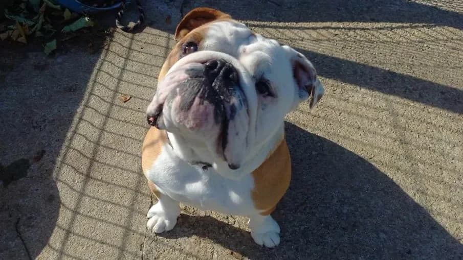 MUC'H QCN (réservé) photo 2