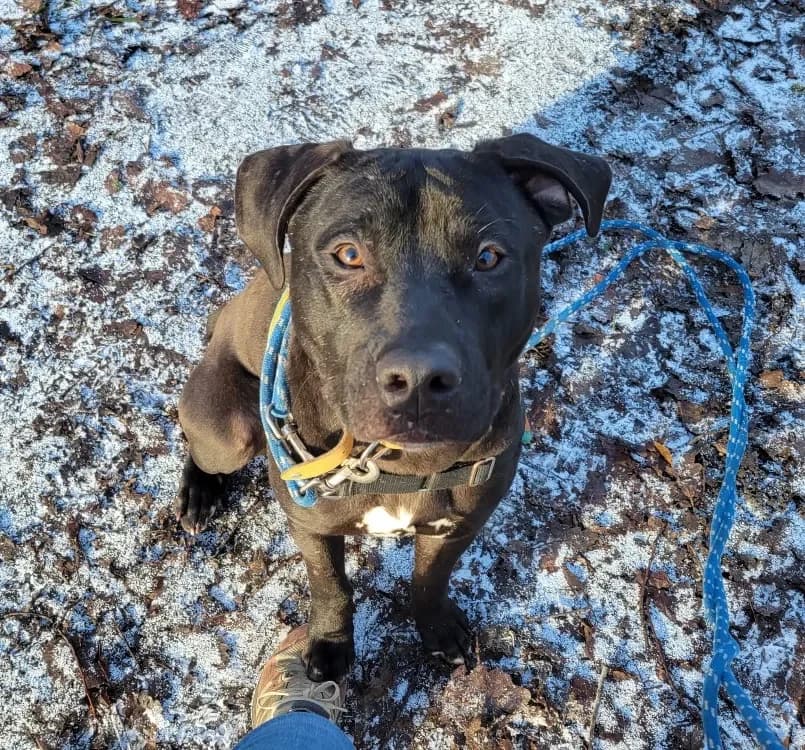 PUDDING PAA23027 photo 2